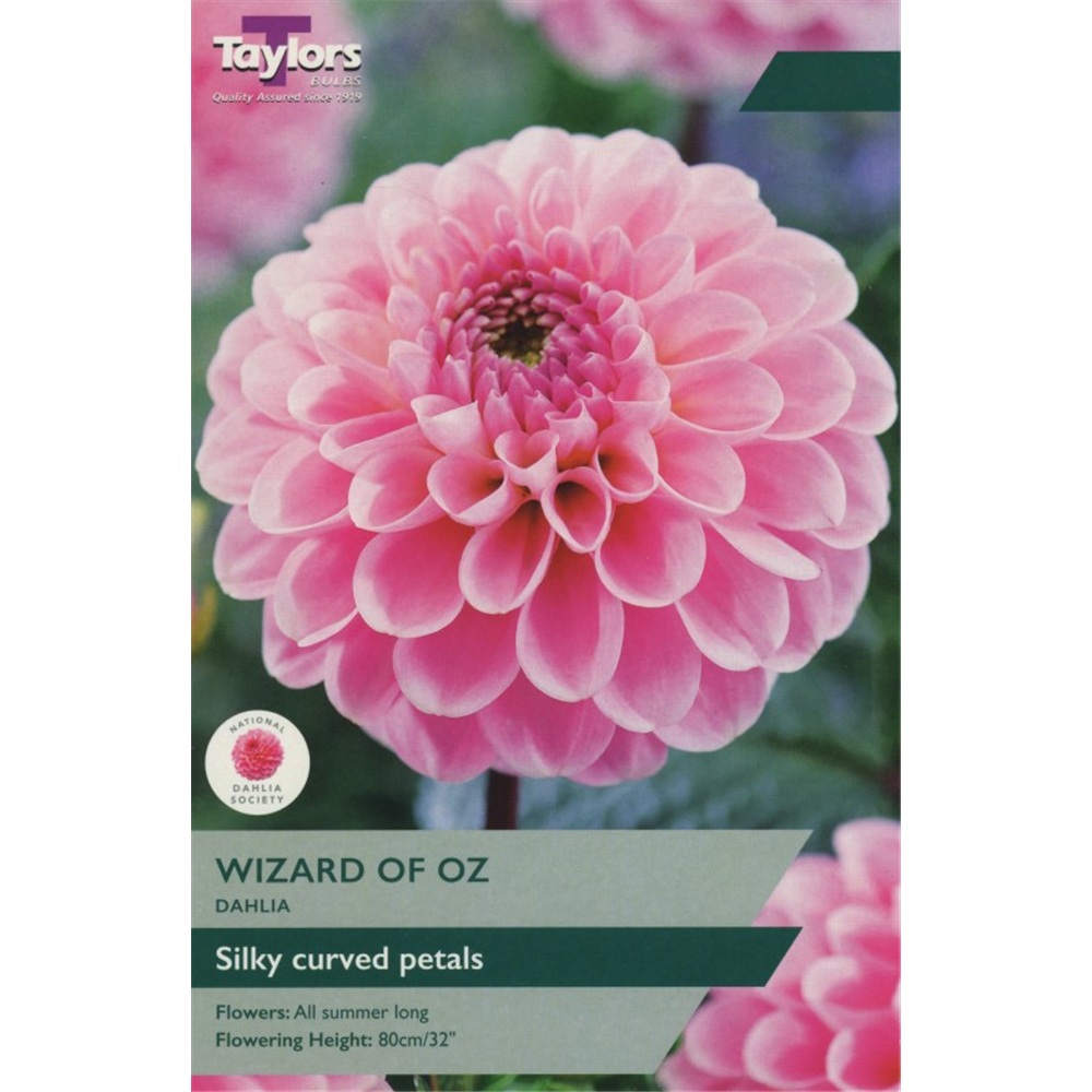 Dahlia 'Wizard of Oz' Waterperry Gardens Oxfordshire Garden Centre